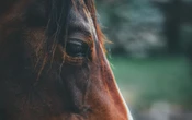 ¿Qué sienten los caballos? Científicos mapean sus expresiones faciales