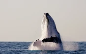 Así es cómo las ballenas inspiran nuevas formas para comunicarse con extraterrestres