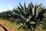 Tequila rosado con jamaica: la innovación mexicana que da vuelta al mundo
