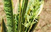 Qué hacer si tus plantas se ponen marrones, negras o amarillas y cómo salvarlas