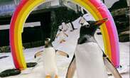 Video | Sphen, el famoso pingüino gay australiano, murió a los 11 años