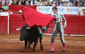 Toros de lidia se extinguirán en dos años con “corridas sin sangre”: Ganaderos