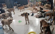 Huracán Beryl: Cachorrilandia da refugio a más de 50 perritos de la calle | Video