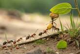 Hormigas superan a los humanos resolviendo problemas en grupo