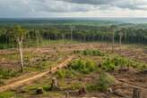 Greenpeace alerta sobre devastación de la Selva Maya; 10 millones de árboles talados