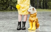 ¿Cómo proteger a tu perro en esta temporada de lluvias?