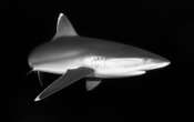 ¡Insólito! Tiburones en Río de Janeiro dan positivo por cocaína