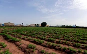 Urge diálogo de Sheinbaum con productores nacionales | Artículo de Alberto Vizcarra Ozuna