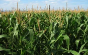 Agricultores mexicanos advierten “catástrofe alimentaria” por aranceles de EU