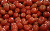 Estados Unidos anuncia arancel de 17% a tomates mexicanos