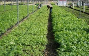 Republicana presenta proyecto ‘Programa Bracero 2.0’ para aliviar escasez de mano agrícola