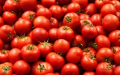Florida celebra arancel a tomate por ‘injustas prácticas comerciales mexicanas’