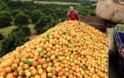 Jugo de naranja, oro y aviación, principales excepciones al arancel del 50% de Trump a Brasil