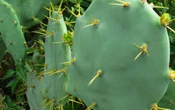¿Sabes limpiar nopales? Habrá concurso con premio de 10 mil pesos el sábado