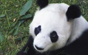 Xin Xin, la última panda gigante de México, inicia su despedida: ‘está en la etapa final de su vida’