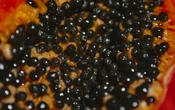 EU: Hallan más de 23 millones en metanfetamina en cargamento de papaya