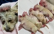 Cereza, perrita embarazada sobrevive a explosión en Iztapalapa y da vida a cinco cachorros