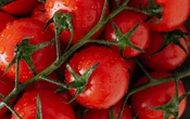 Precios suben en EU ante aranceles a productos mexicanos como el tomate: CCPM
