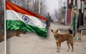 India en guerra con los perros: 62 millones de canes callejeros causan temor a crisis de salud pública