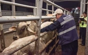 Capacitarán a estudiantes para combatir al gusano barrenador