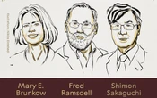 Nobel de Medicina a Brunkow, Ramsdell y Sakaguchi por la tolerancia inmunológica periférica