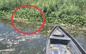 Calor extremo y oxígeno reducido causan mortandad de peces en laguna de Acapulco