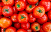 Tomate o jitomate ¿hay una respuesta correcta?