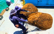 Quintana Roo estrena el primer Centro de Monitoreo de Sargazo del Caribe