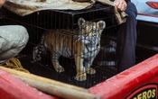 Edomex | Rescatan cachorro de tigre de bengala en taqueria de Naucalpan