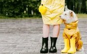 Cómo cuidar a tu perro en temporada de lluvias; sigues estos consejos
