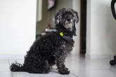 ¿Por qué los perros pequeños viven más que los grandes?: UNAM explica