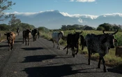 Gusano barrenador impacta al sector ganadero con pérdidas de 25 mdd diarios: Unión Ganadera