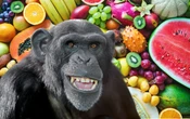 Estudio revela que los chimpancés ingieren el equivalente a dos copas de alcohol al día