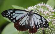 Mariposa bate récord; voló 3,000 kilómetros de Japón a Hong Kong