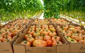 México actualiza precios mínimos de exportación del tomate fresco
