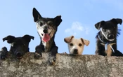 ¿Cuál es la raza de perro adecuada para ti? experto lo explica