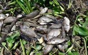 Muerte masiva de especies acuáticas afecta a 7 mil 500 familias en Guerrero