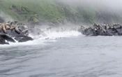 Video | Leones marinos aterrados se arrojan al mar huyendo del terremoto en Rusia