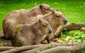 ¿Por qué están tan de moda los capibaras?