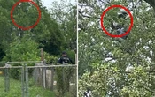 Video | Migrante pasa ocho horas trepado en un árbol para no ser arrestado