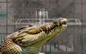 ¿Qué sabemos de ‘Alligator Alcatraz’? Aeropuerto a convertirse en cárcel migrante