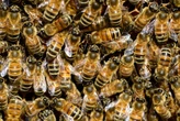 Ahora las abejas podrán producir miel sin polen natural