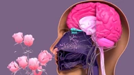 ¿Huelen diferente? Cómo la ovulación puede aumentar el atractivo femenino