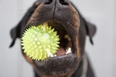 Los perros muestran comportamientos similares a la adicción respecto a sus juguetes