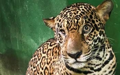 Video: Jaguar herido de bala se agarra de lancha para ser rescatado