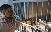 CDMX | Animalistas y autoridades rescatan a animales afectados por explosión en Iztapalapa