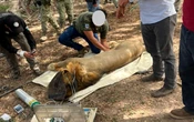FGR aseguró dos leones durante cateo en Tuxpan, Nayarit