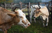 EU autoriza el uso de emergencia de fármacos veterinarios contra el gusano barrenador