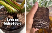 ¿Tu planta rechaza el agua? No la tires a la basura, podría tener ‘hidrofobia’