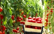 México fija precios mínimos de exportación para el tomate fresco